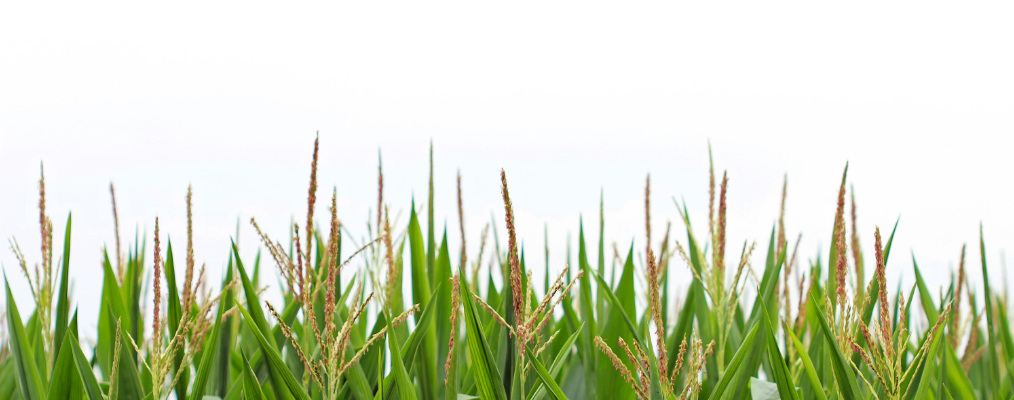 Field of corn growing